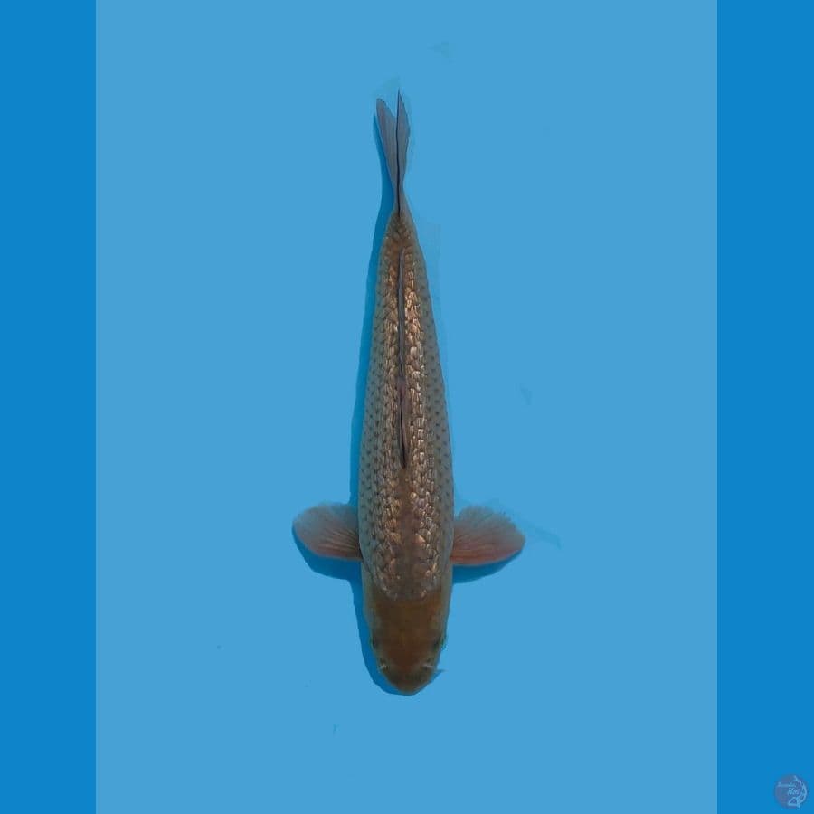 Soragoi Ginrin 35cm