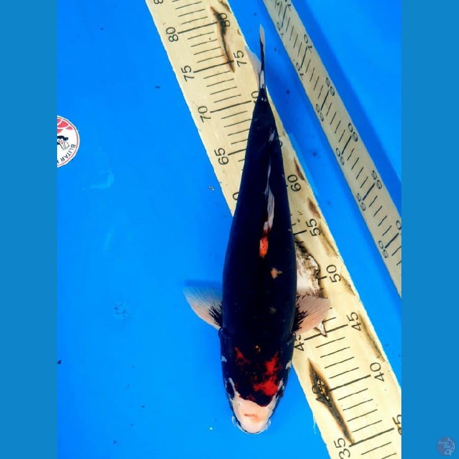 BENI KUMONRYU 37/Female