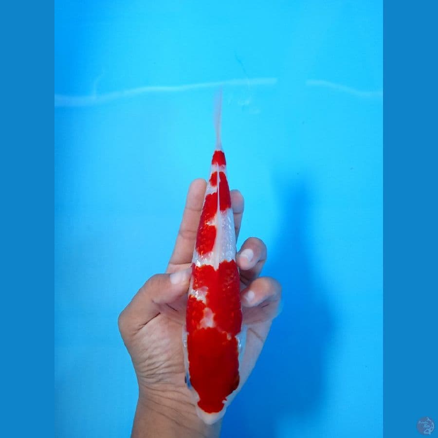 MINION RED KOHAKU GINDRIN 22CM