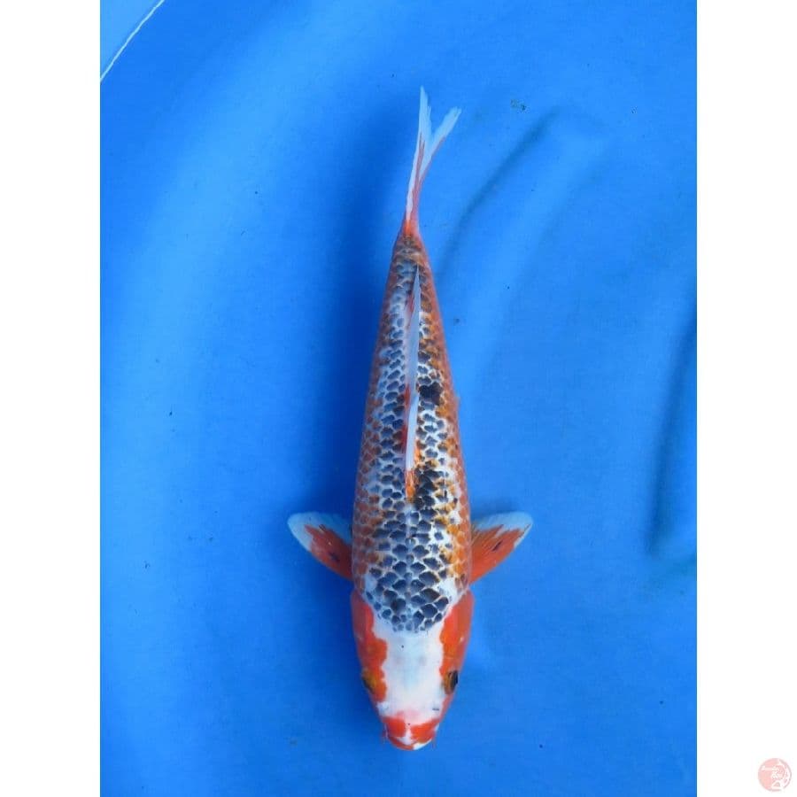34cm , Asagi Antik