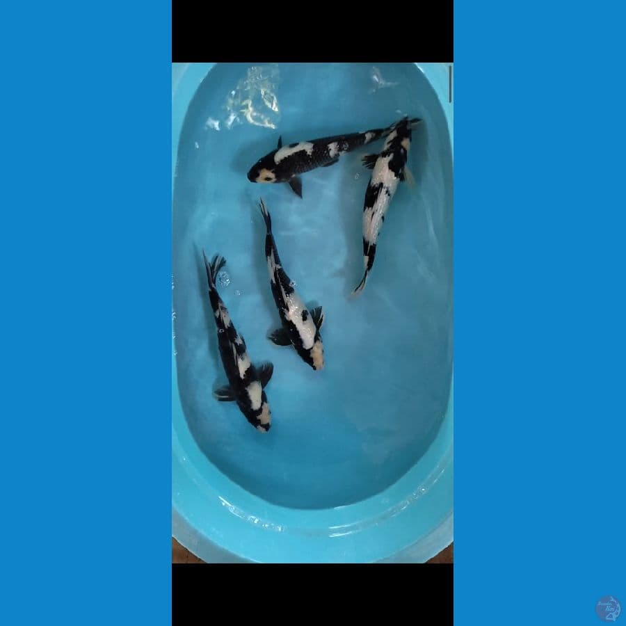 Gred A 34-35 cm
