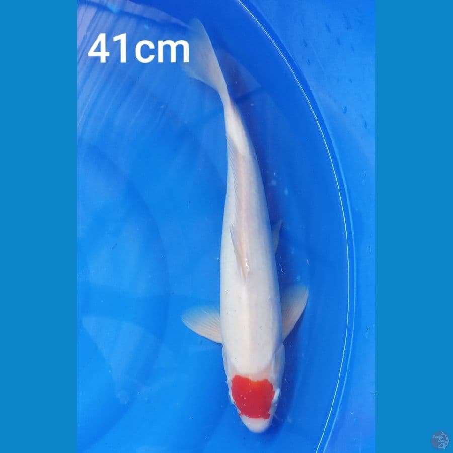 tancho kohaku 41cm