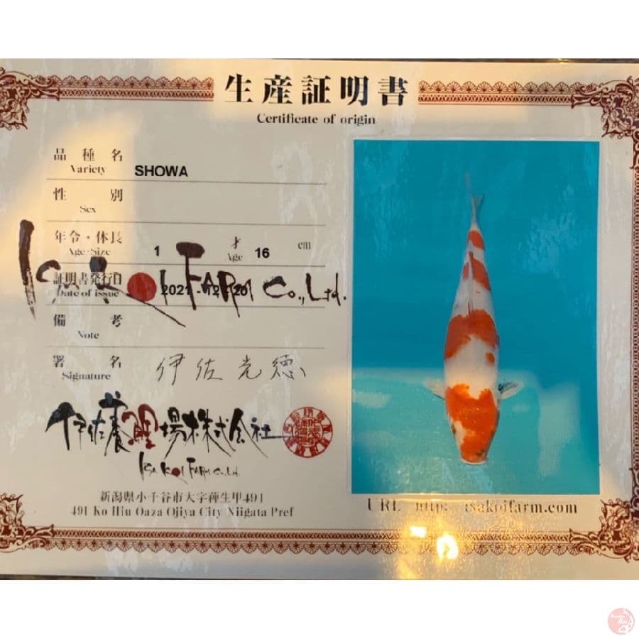 isa showa 34cm