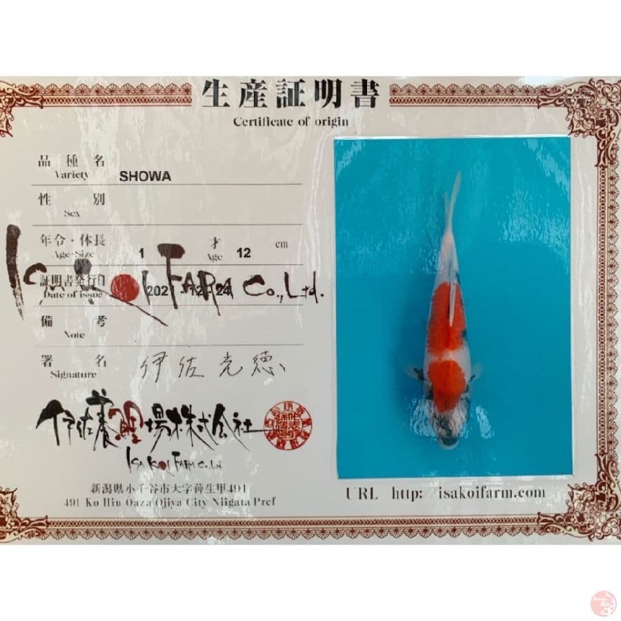 isa showa 24cm