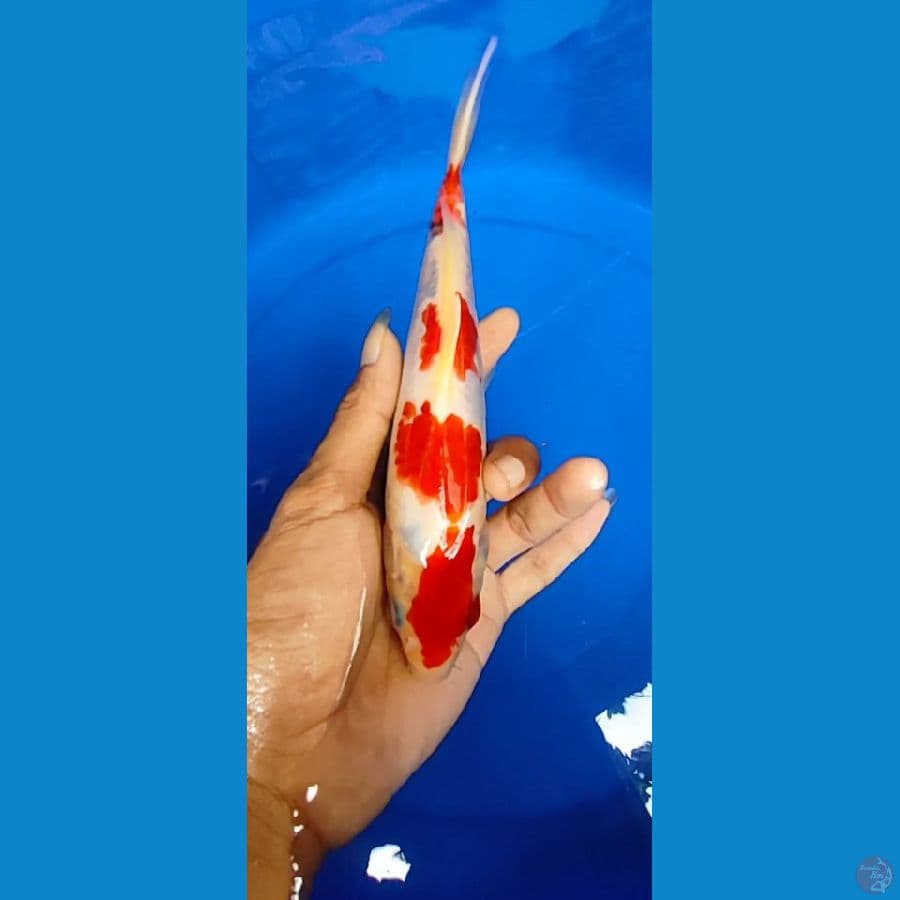 showa tategoi 17 cm