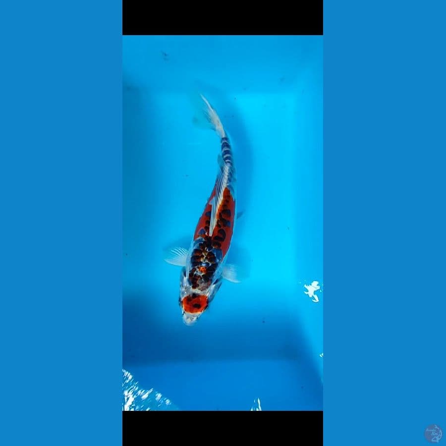 maruten kiko 27 cm