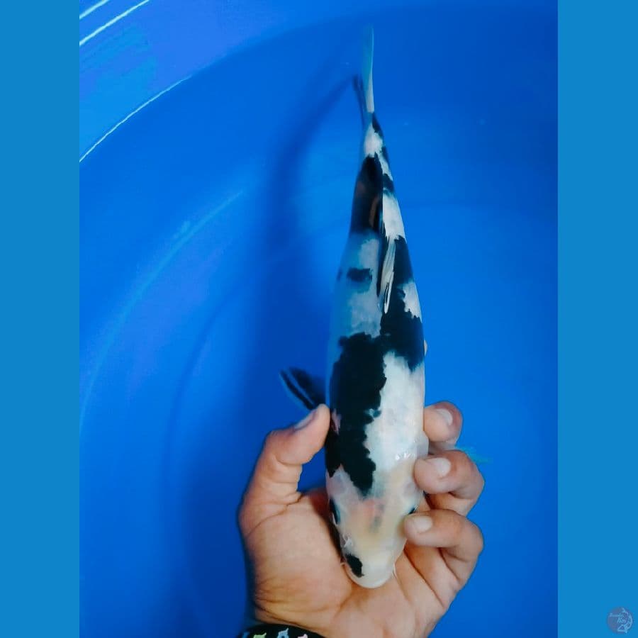 Shiro Utsuri 30cm