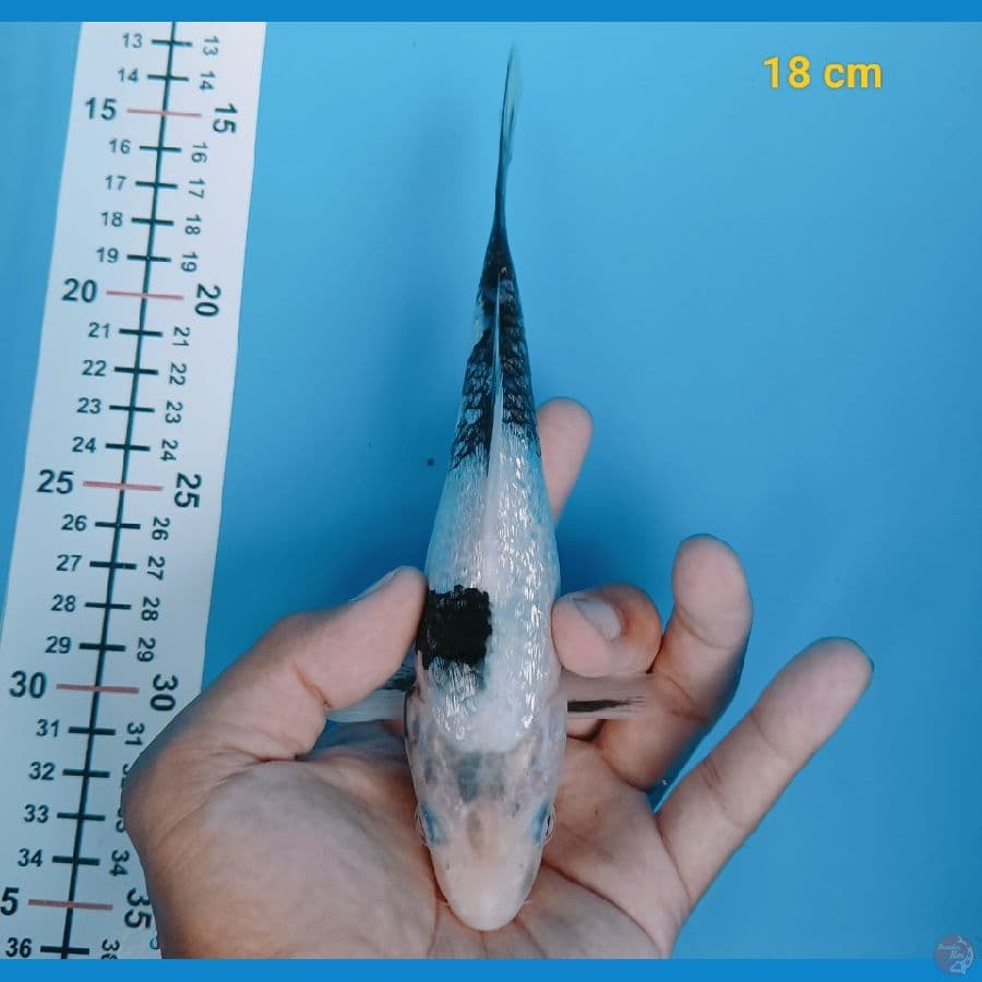 ginrin padat 18 cm