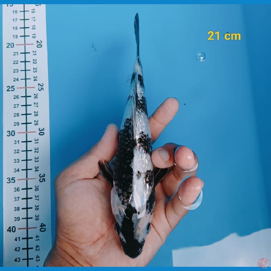 sq ginrin 21 cm