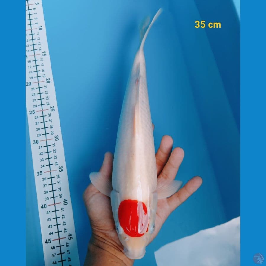 Tancho kohaku 35 cm