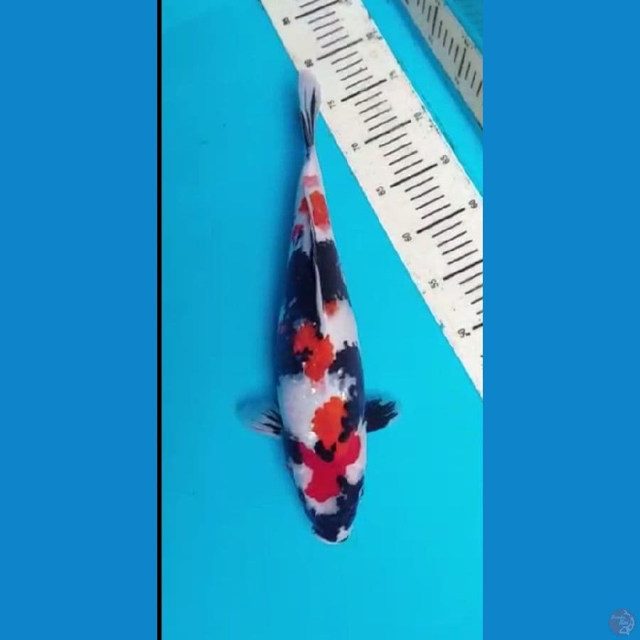 showa 38 cm