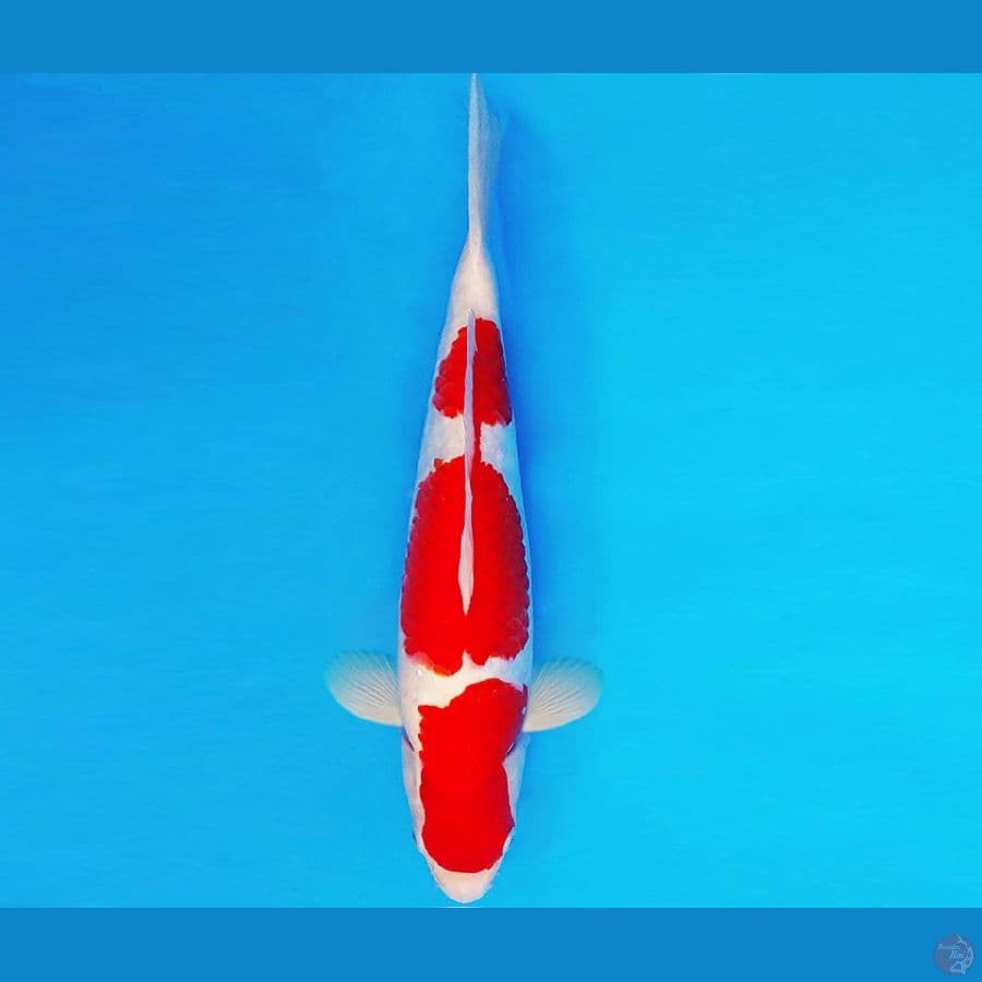 SHIN GUNTO 1 ~ KOHAKU 35 cm/male ™