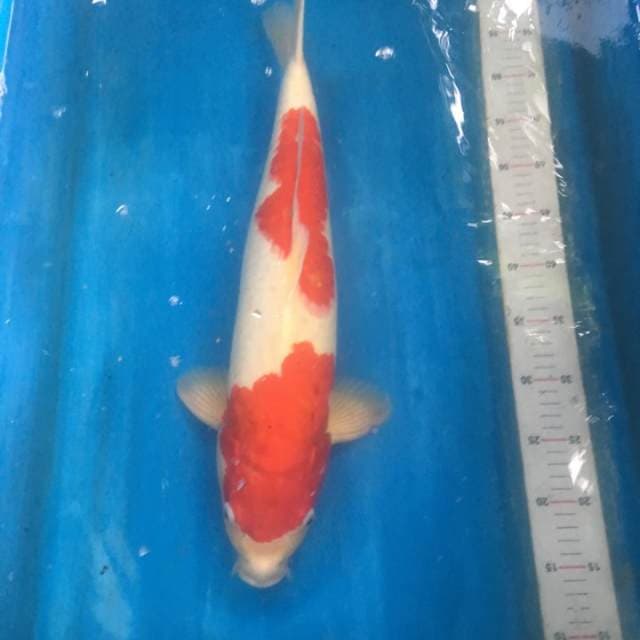 Ogata kohaku male