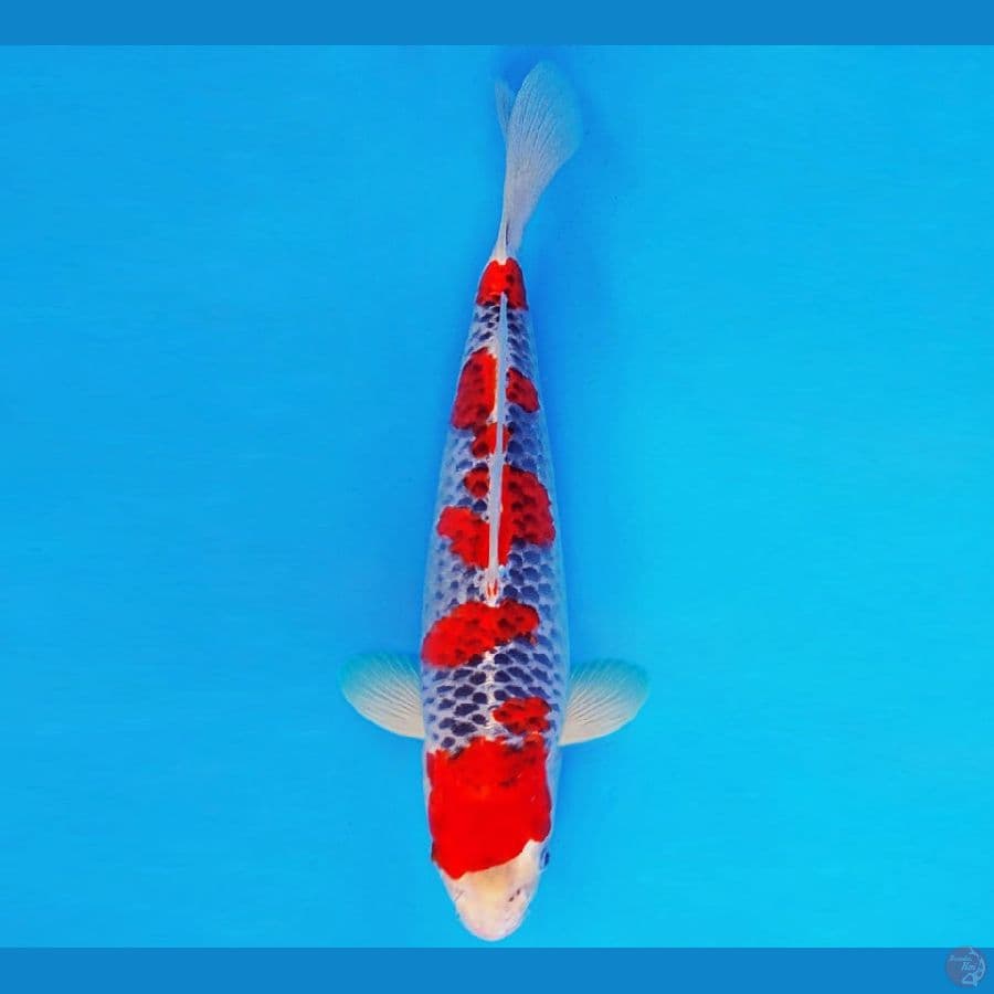 SHIN GUNTO 2 ~ GOSHIKI 33 cm/male ™