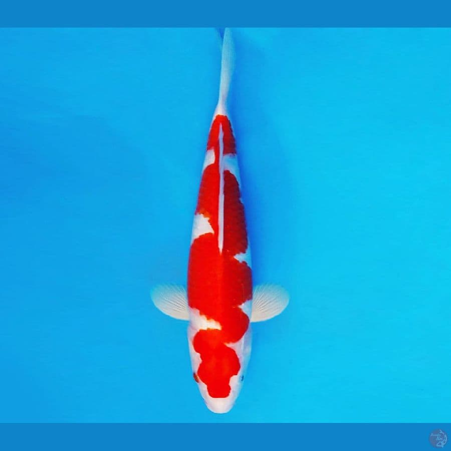 SHIN GUNTO 5 ~ INAZUMA KOHAKU 34 cm/male ™