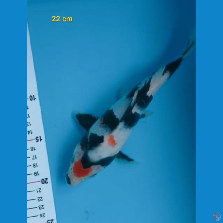 Bahan pemikiran 22 cm