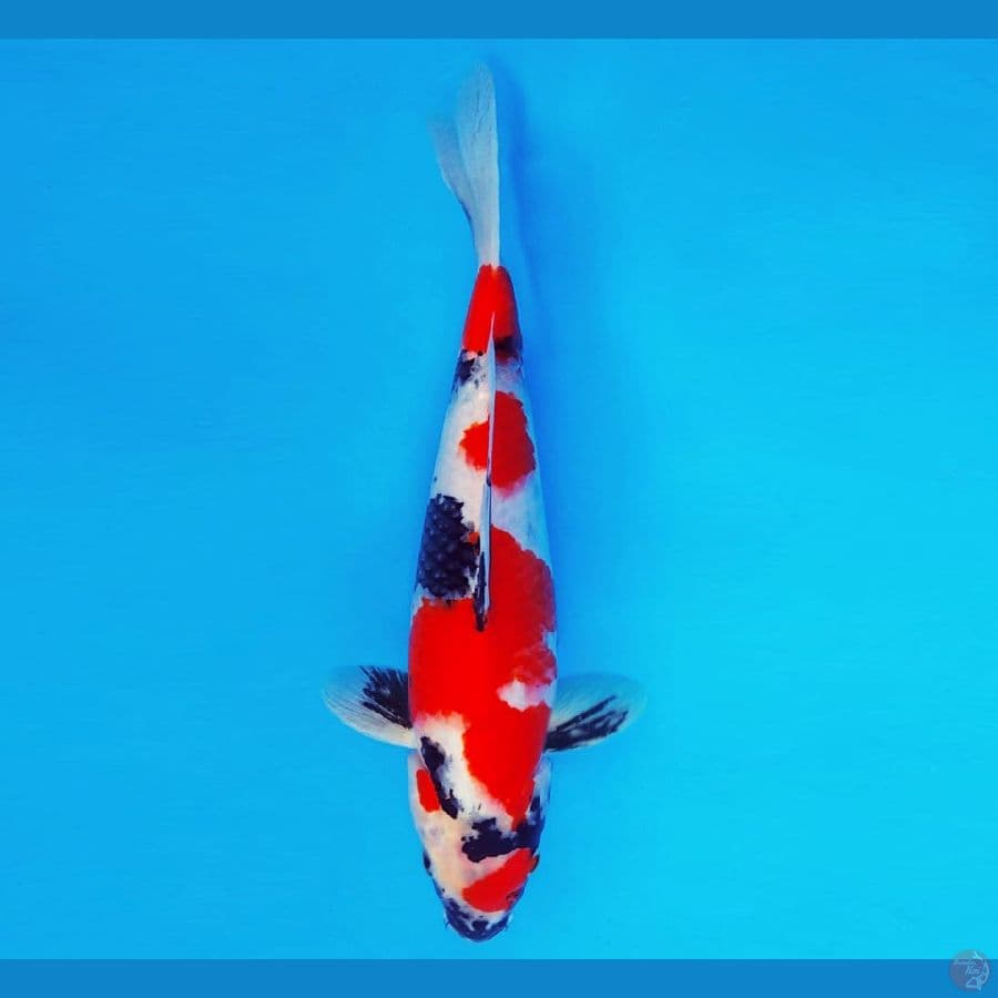 SHIN GUNTO 7 ~ SHOWA EVOLUTION 34 cm/male ™