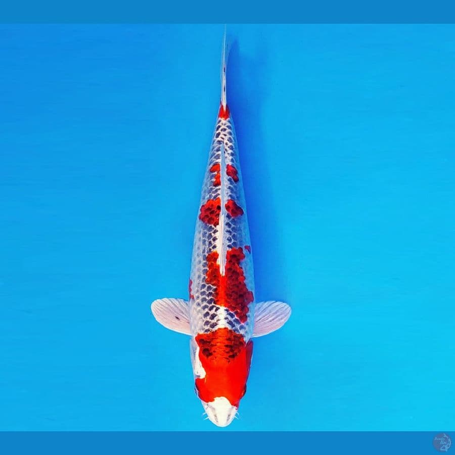 SHIN GUNTO 9 ~ KUJAKU 36 cm/fm ™