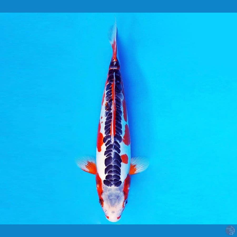 SHIN GUNTO 10 ~ SHUSUI 29 cm/fm ™