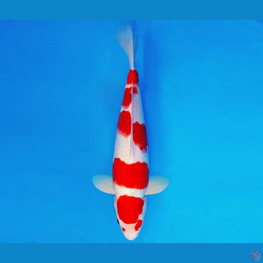 SHIN GUNTO 11 ~ KOHAKU 36 cm/male ™
