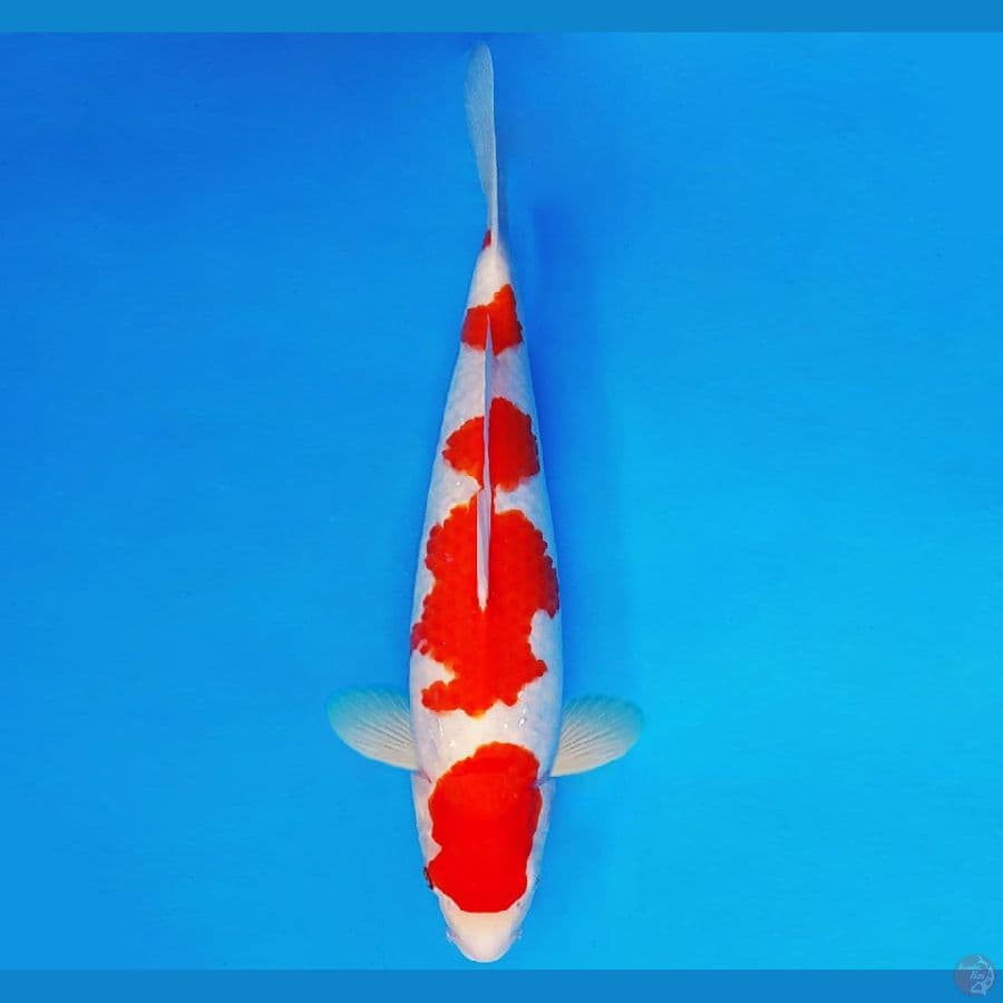 SHIN GUNTO 14 ~ KOHAKU 40 cm/fm ™