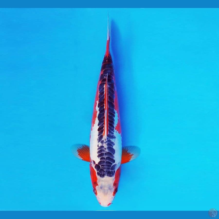 SHIN GUNTO 15 ~ SHUSUI 29 cm/male ™