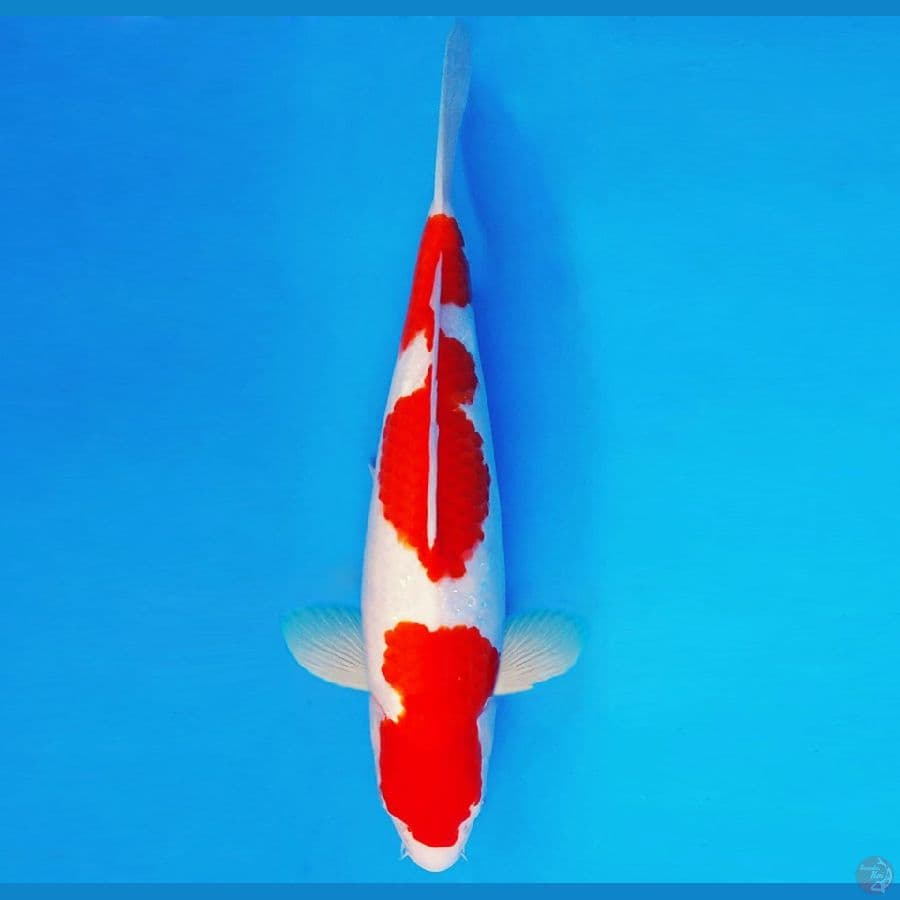 SHIN GUNTO 16 ~ KOHAKU 33 cm/male ™