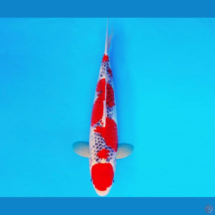 SHIN GUNTO 17 ~ GOSHIKI 32 cm/male ™