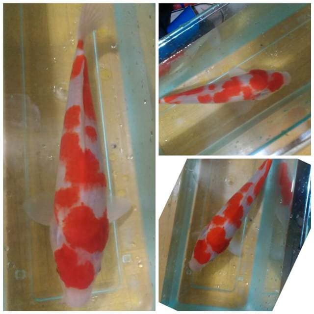 Kohaku 30bu, joss