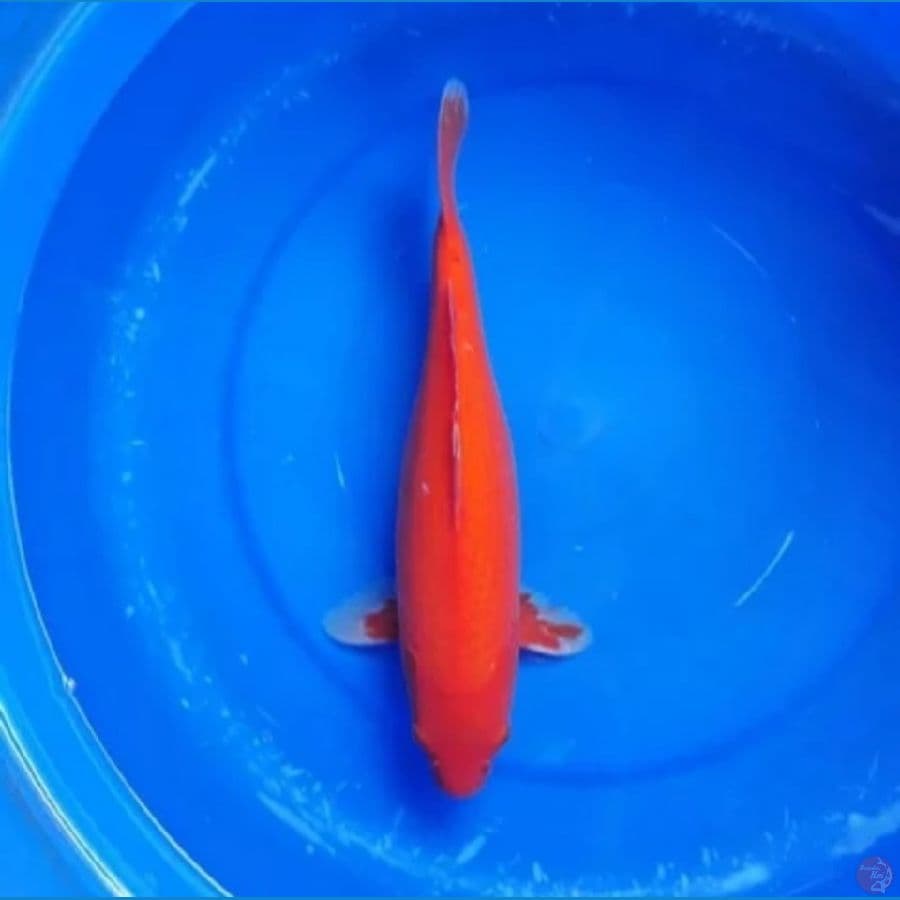 aka hajiro 34cm