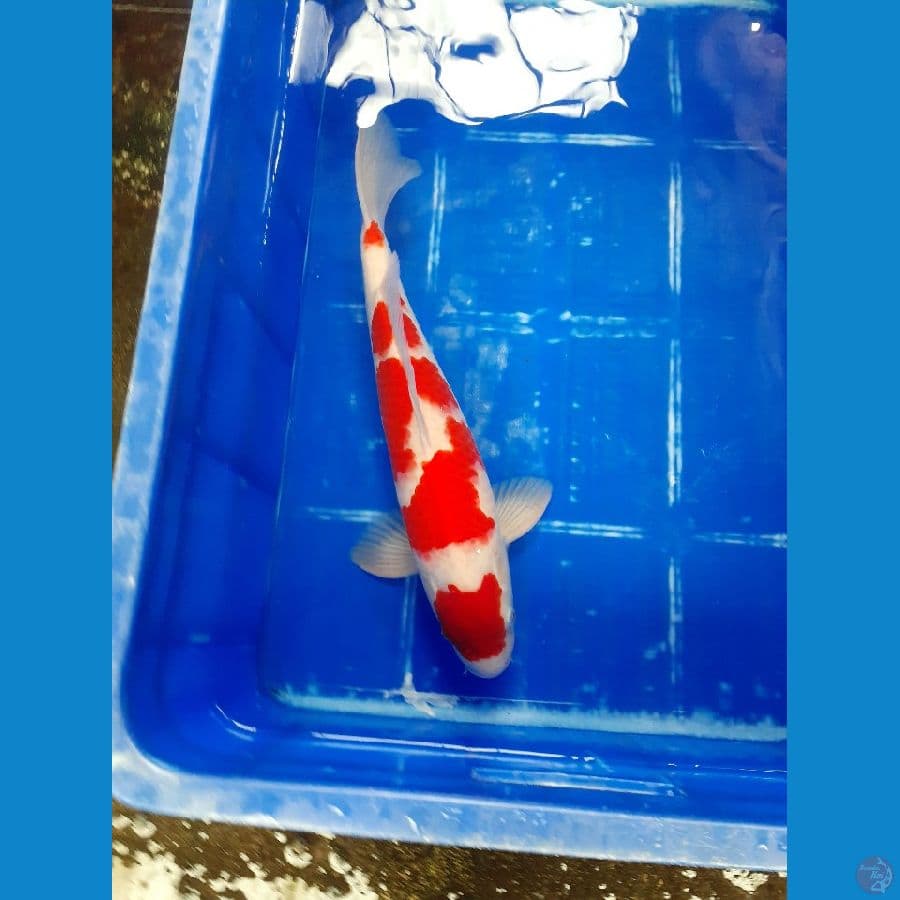 Maruten kohaku 40 cm
