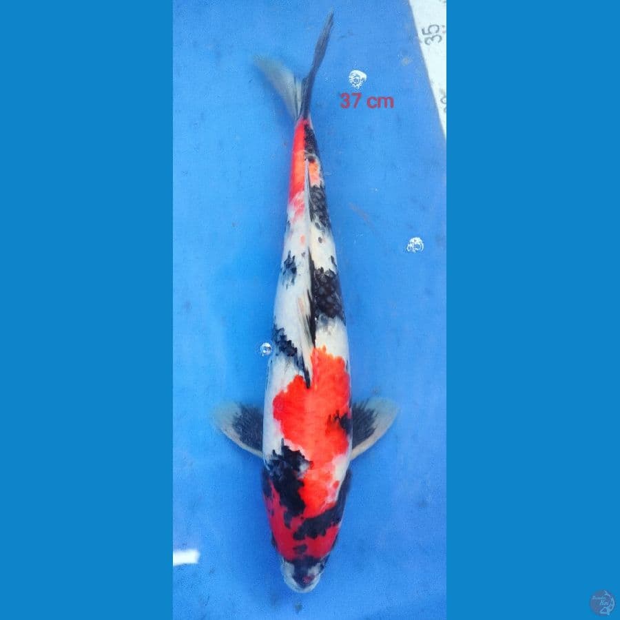 SHOWA F1 37 CM