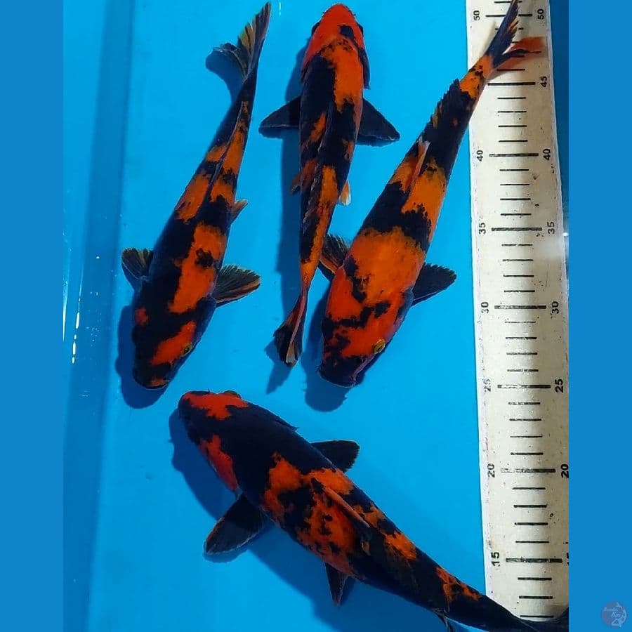 HIUTSURI 26-28 CM