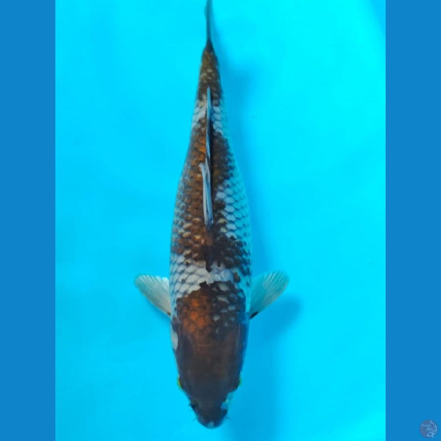 ochiba 35cm