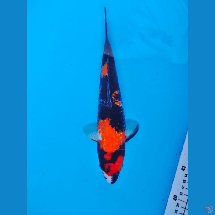 showa 30cm
