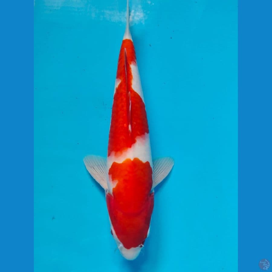 kohaku male 29cm
