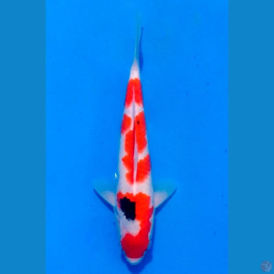 ~SANKE 29 CM/FEMALE~