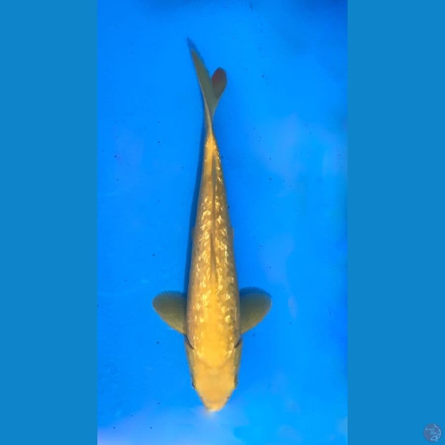 ~KARASHI GINRIN 32 CM/FEMALE~