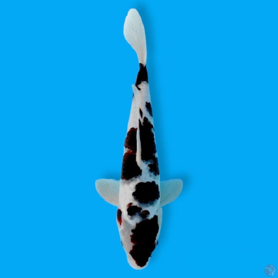 BUDO 30CM/MALE