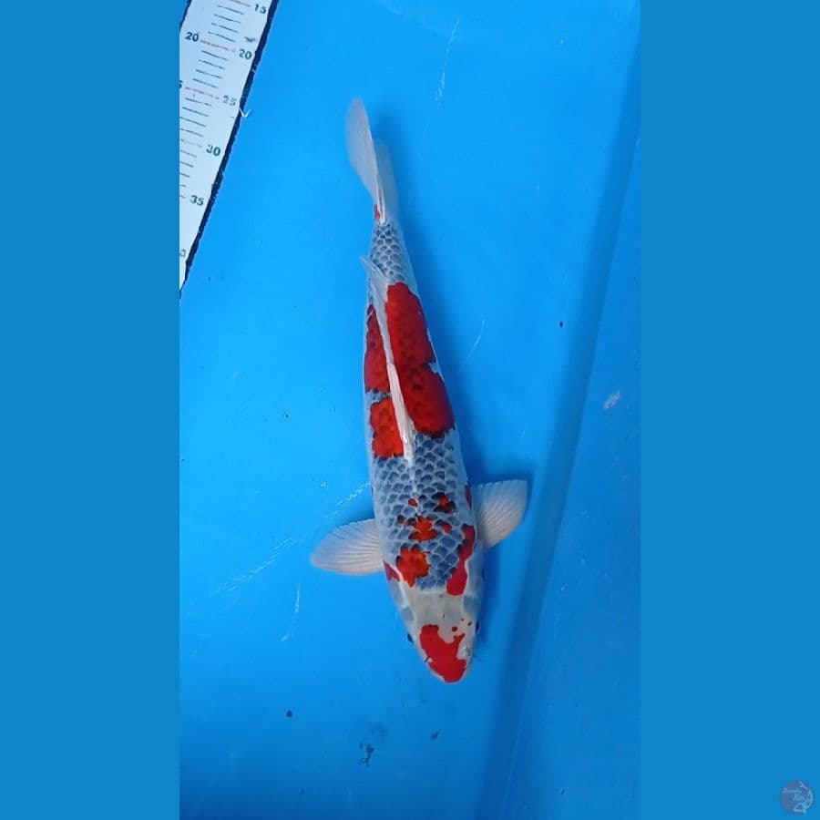 Ghosiki 50BU