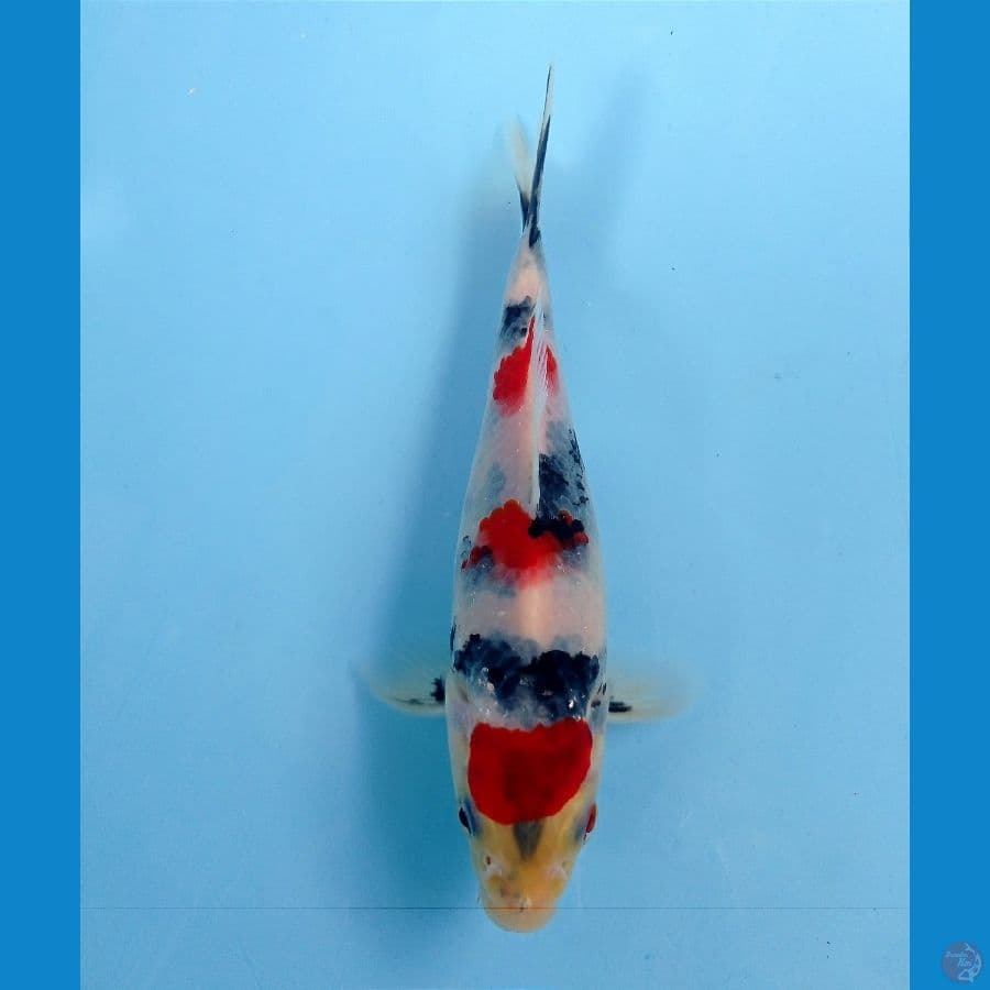 showa hikari 15 cm