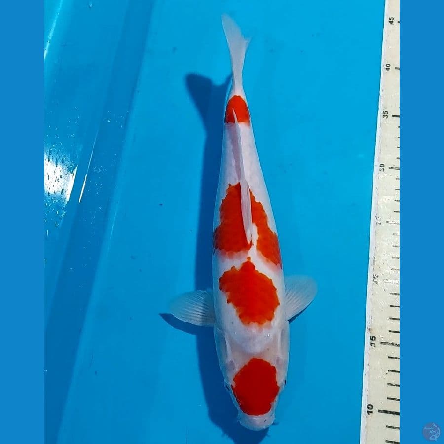 MARUTEN KOHAKU 33 CM