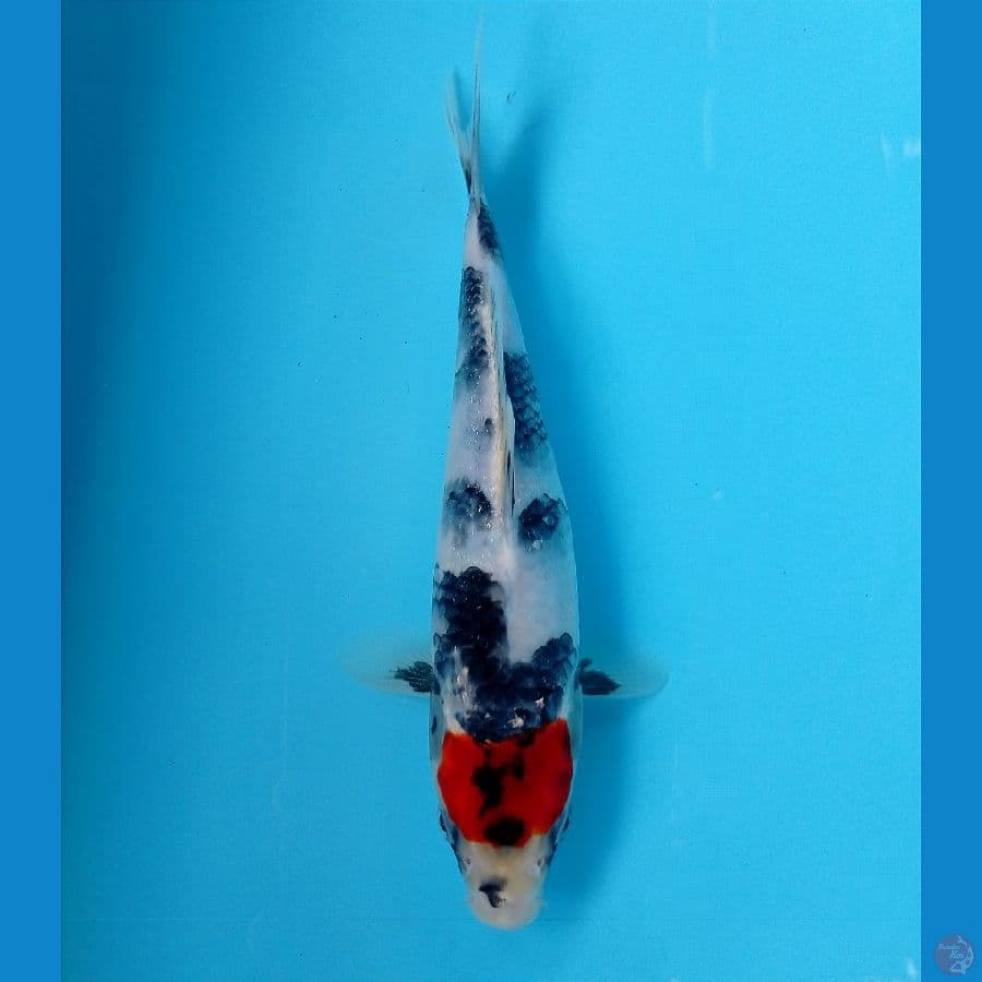 tancho showa 23 cm