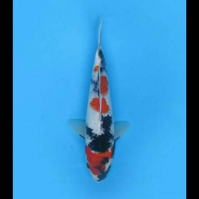 25cm - F1 Kindai Showa Male