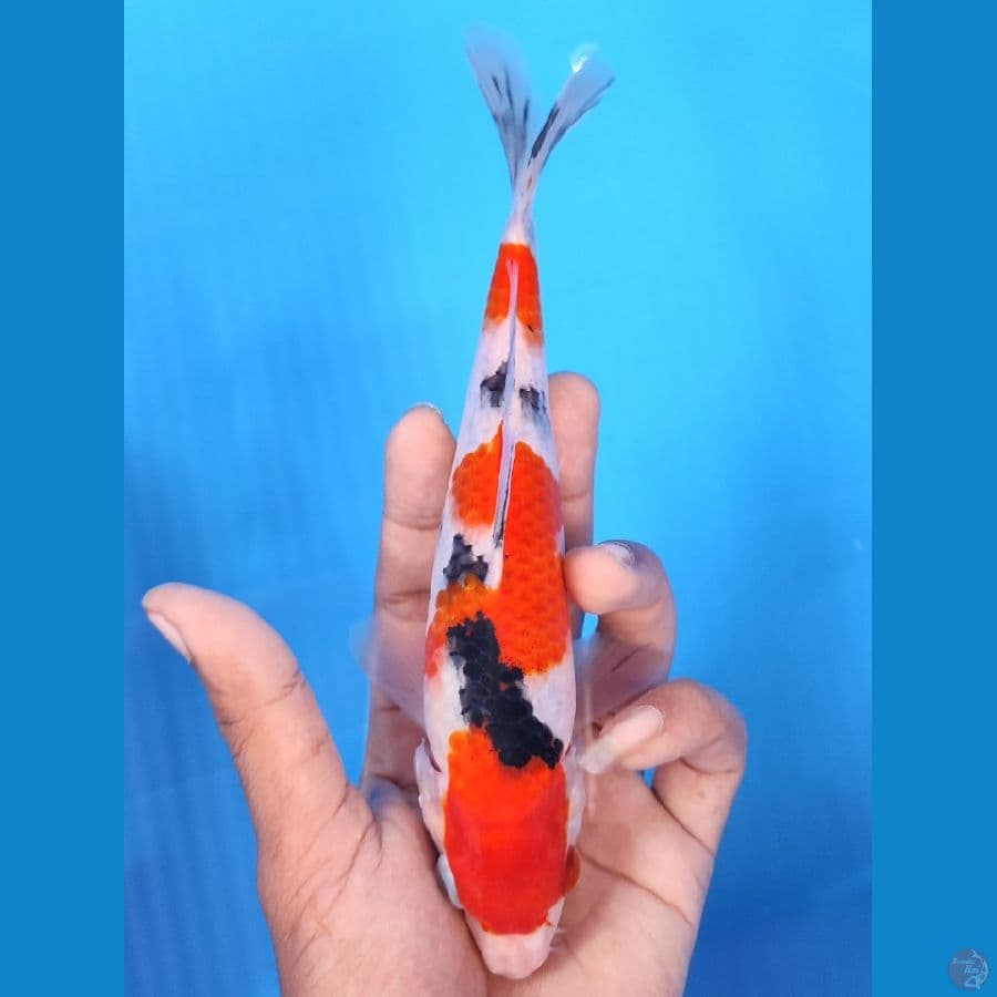 SANKE BAHAN KEEP ~20CM/MALE~