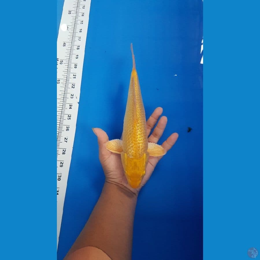 caramel ginrin size 27 cm jantan breed madina aziz
