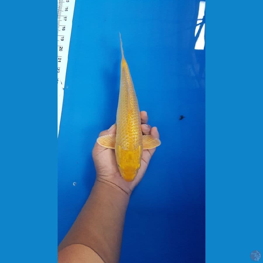 caramel ginrin size 27 cm jantan breed madina aziz