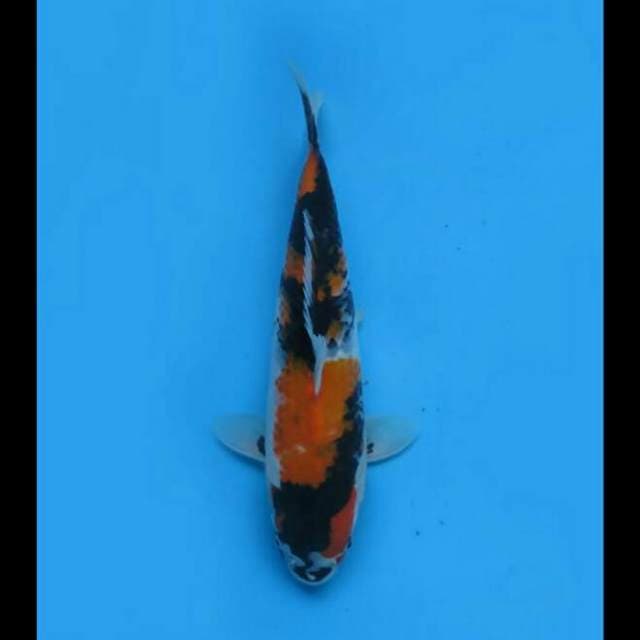 30cm - F1 Showa Tosai
