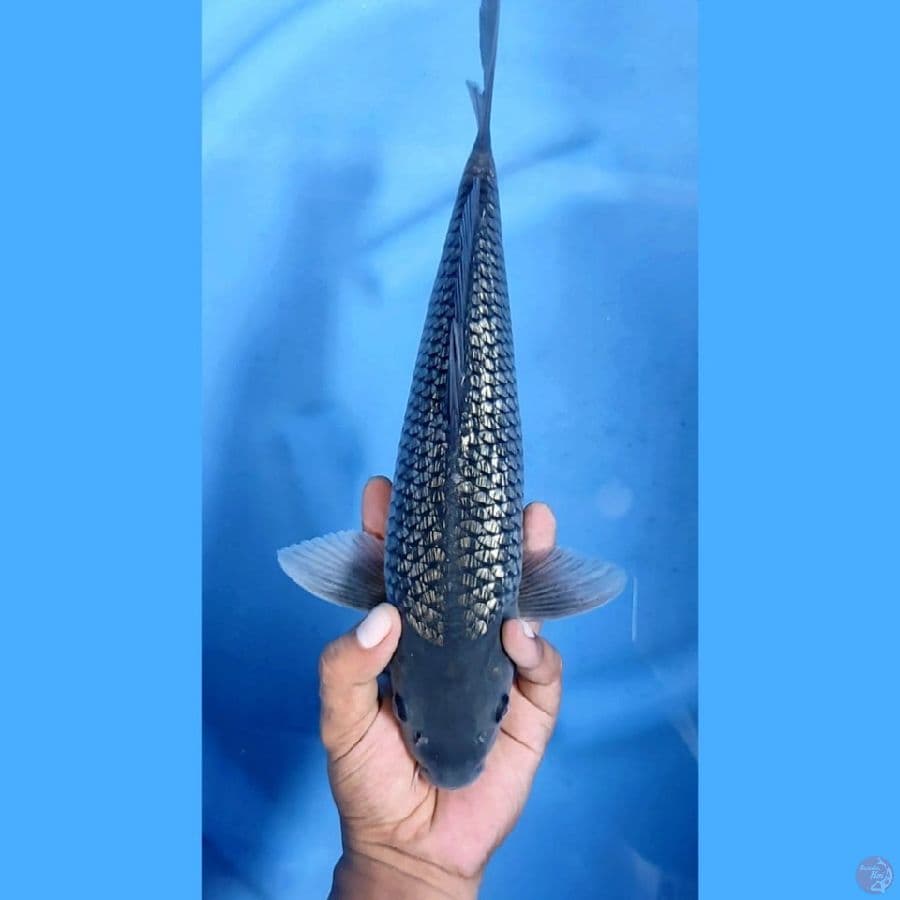 MUTIARA HITAM # 35cm JANTAN