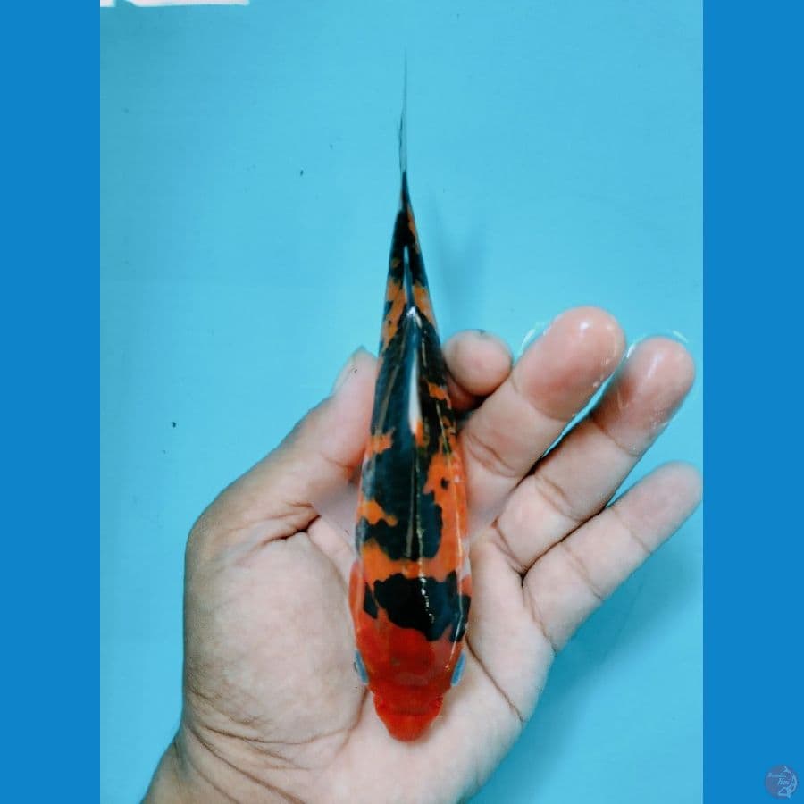 SANKE 16CM ™